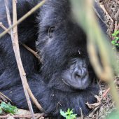  Our First Gorilla Encounter